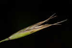 Flattened oatgrass